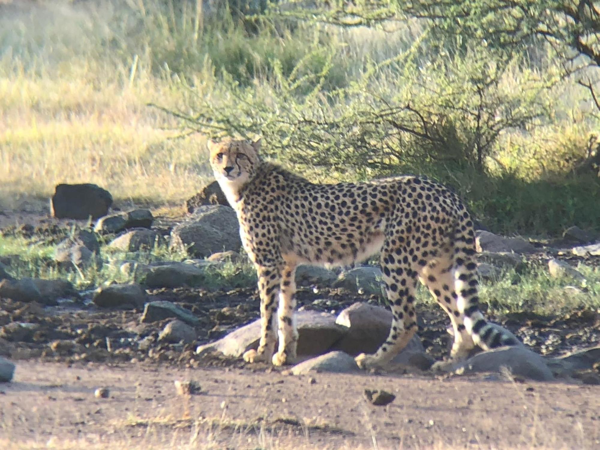 Pangolin Game Lodge - Self Catering, Incl 2 Game Drives Per Day Matlhagame 외부 사진