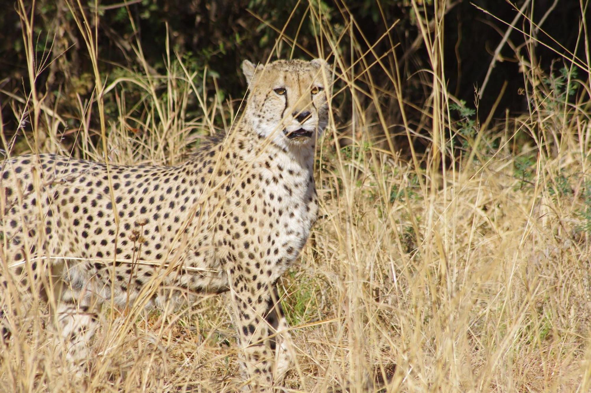 Pangolin Game Lodge - Self Catering, Incl 2 Game Drives Per Day Matlhagame 외부 사진
