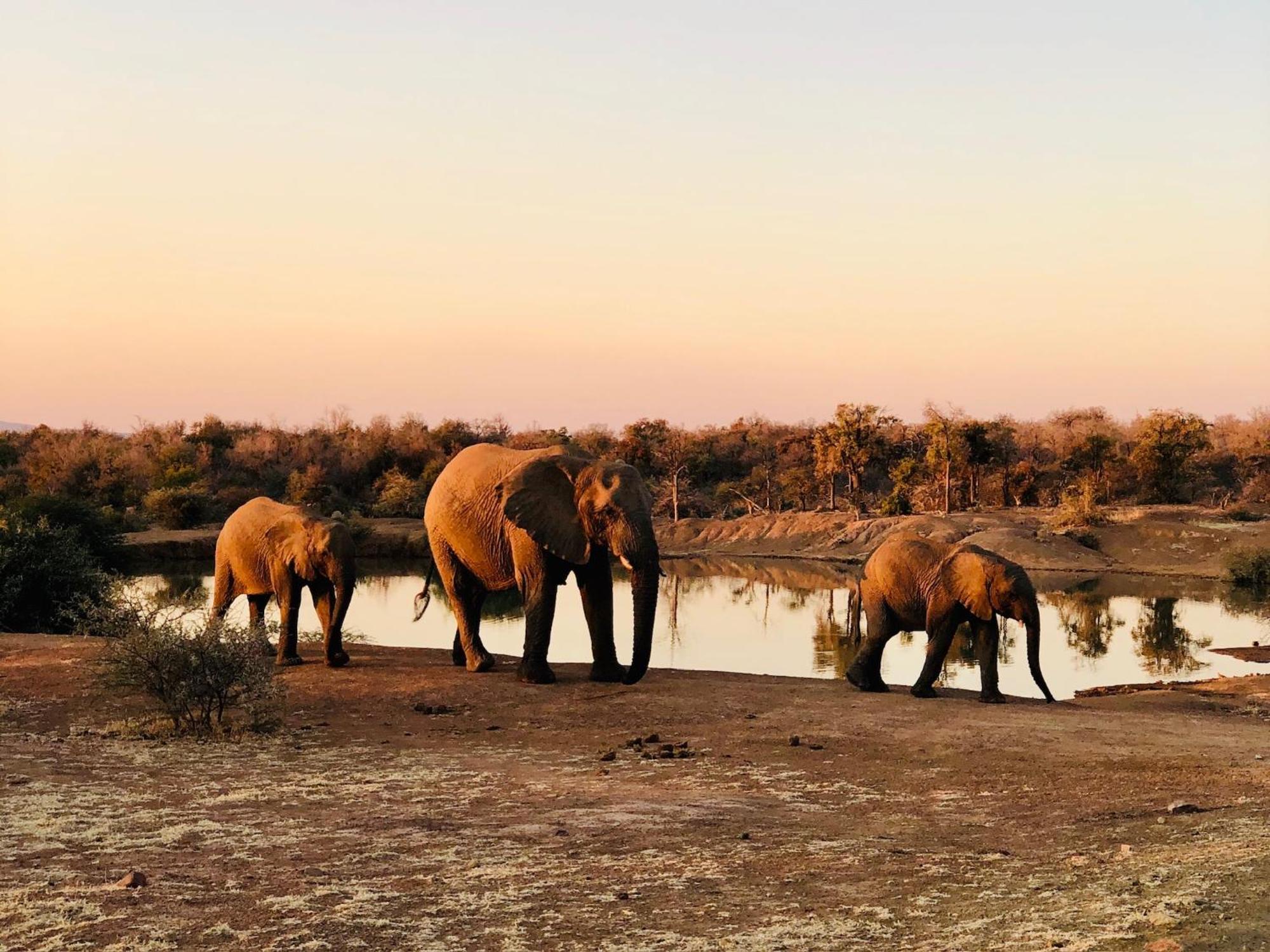 Pangolin Game Lodge - Self Catering, Incl 2 Game Drives Per Day Matlhagame 외부 사진