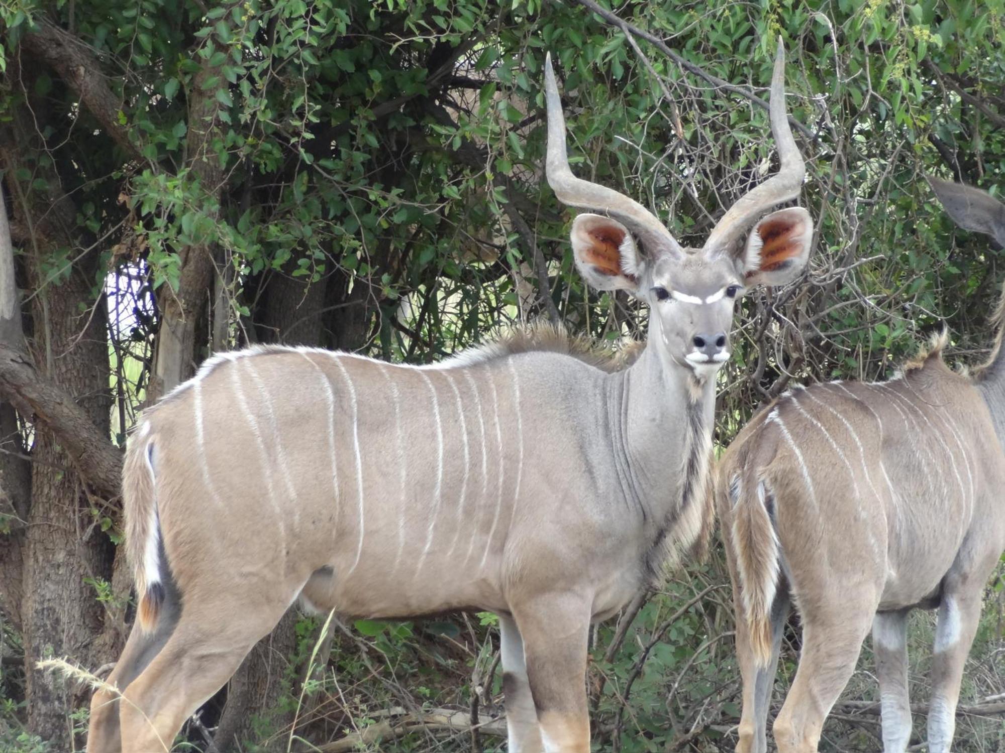 Pangolin Game Lodge - Self Catering, Incl 2 Game Drives Per Day Matlhagame 외부 사진