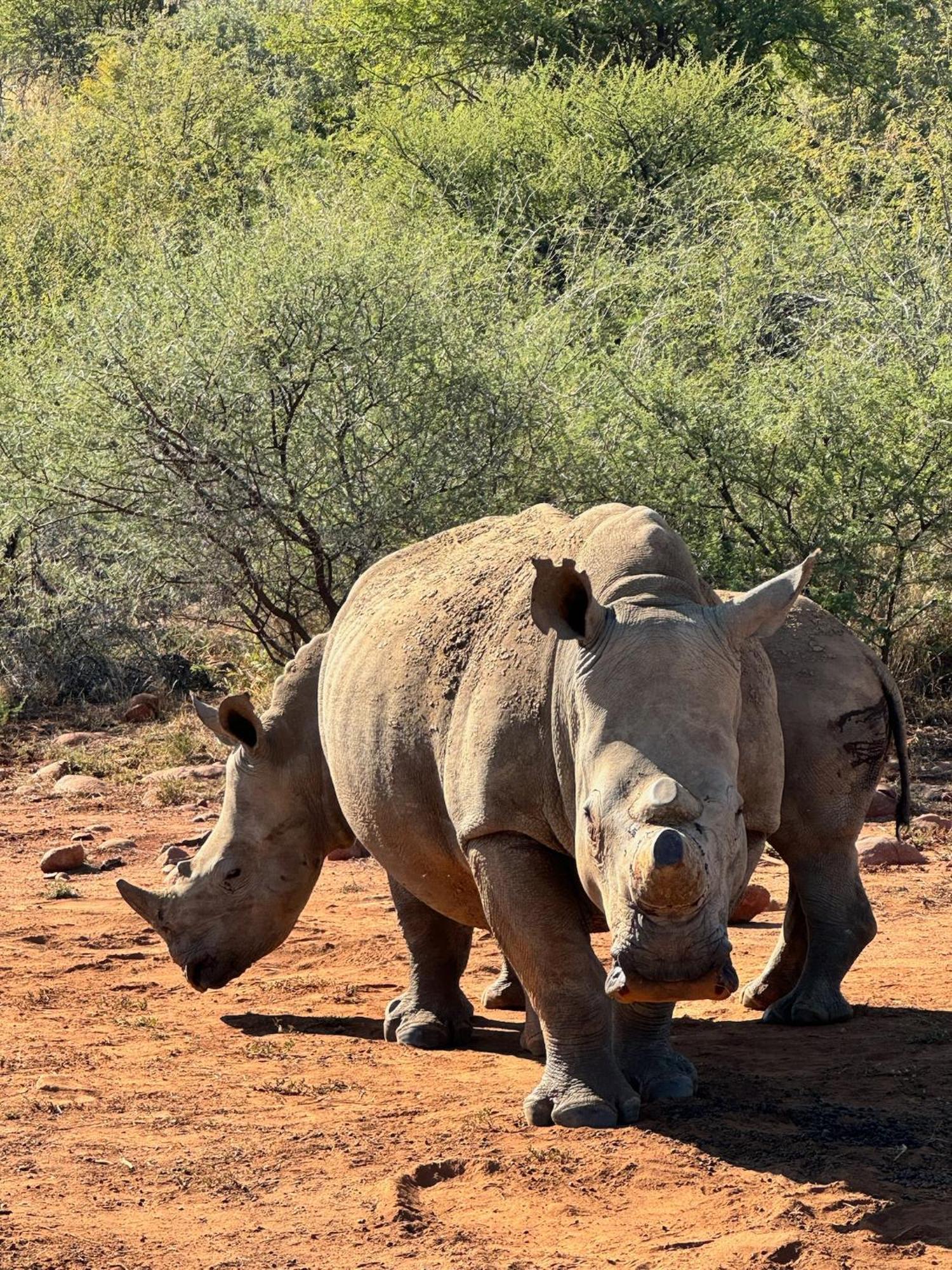 Pangolin Game Lodge - Self Catering, Incl 2 Game Drives Per Day Matlhagame 외부 사진