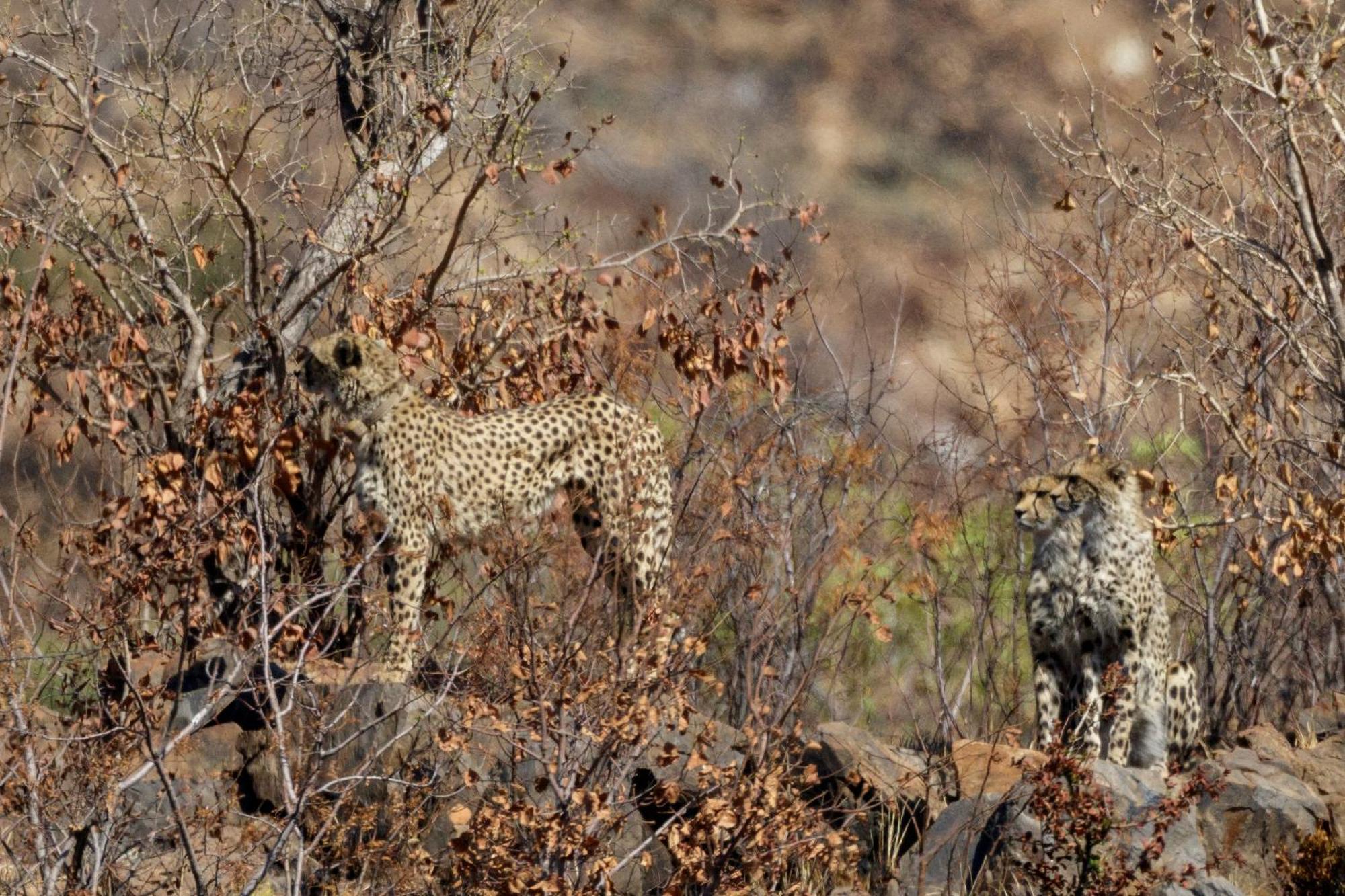 Pangolin Game Lodge - Self Catering, Incl 2 Game Drives Per Day Matlhagame 외부 사진