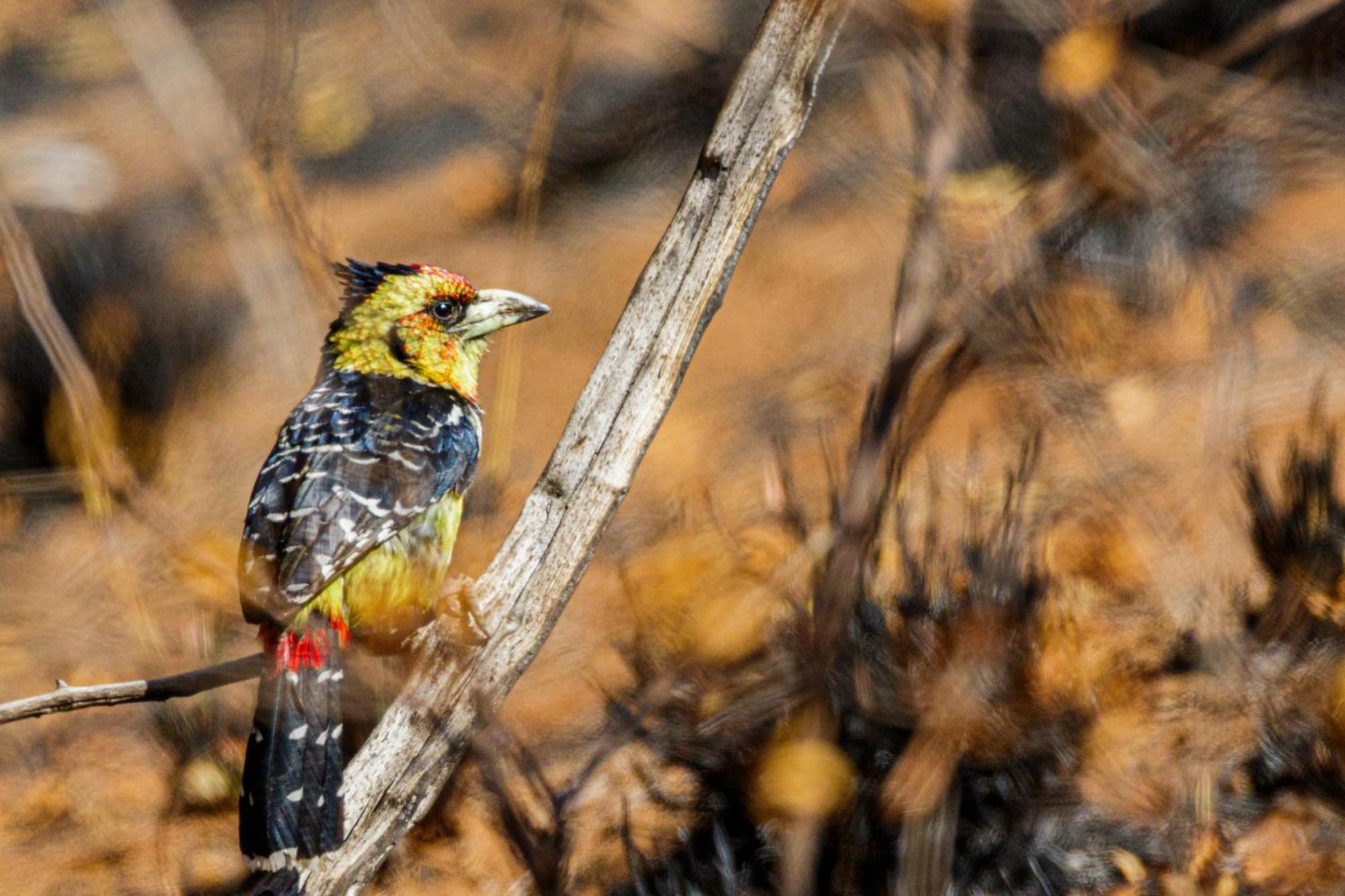 Pangolin Game Lodge - Self Catering, Incl 2 Game Drives Per Day Matlhagame 외부 사진